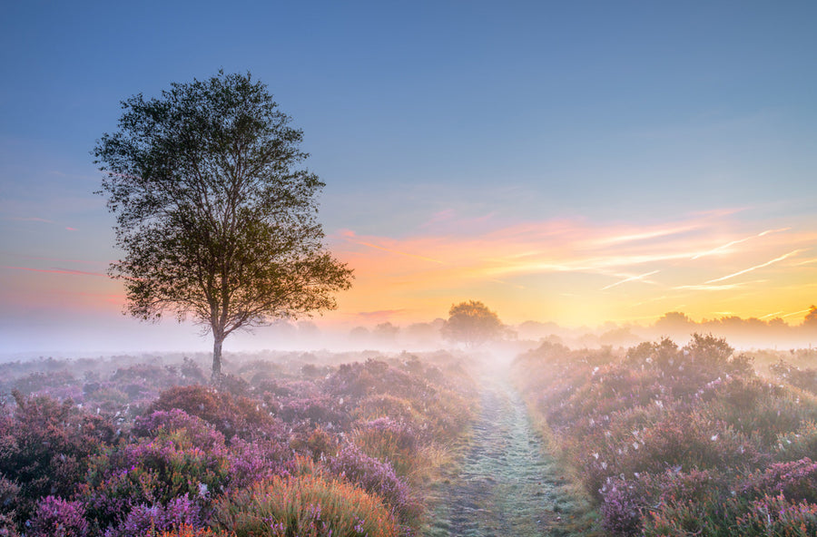Heath at Dawn by Steve Docwra