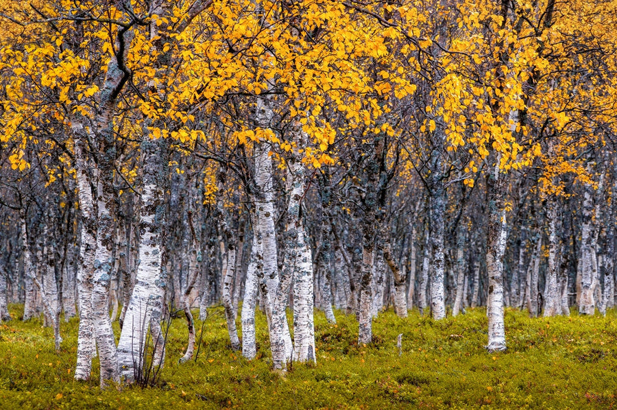 Autumn archival giclée print by Sus Bogaerts