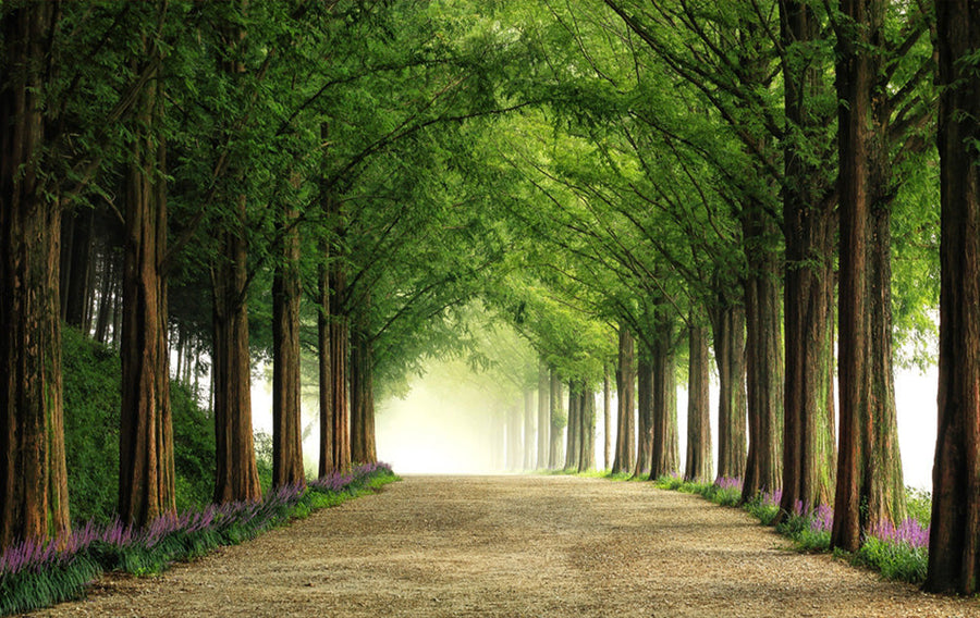 Green Tree Tunnel Path archival giclée print by Tiger Seo