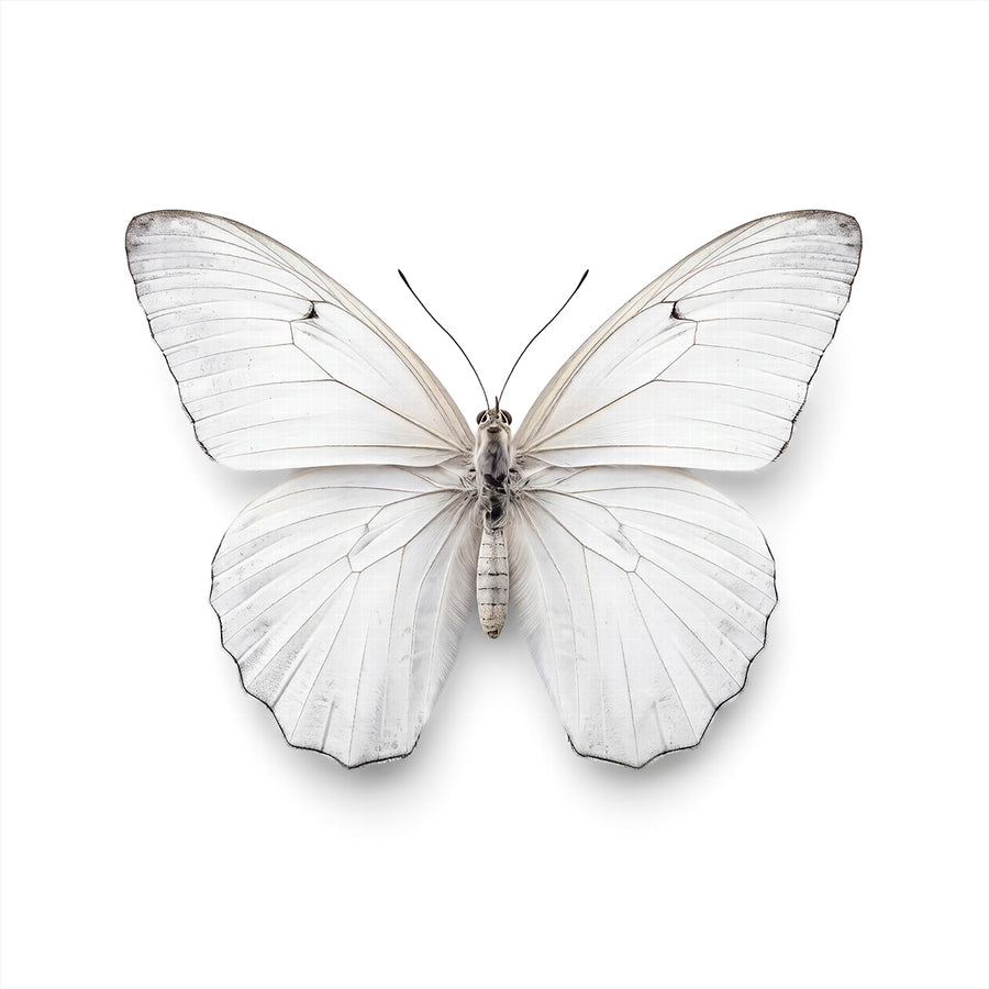 Butterfly through our Eyes by Tim Wallace