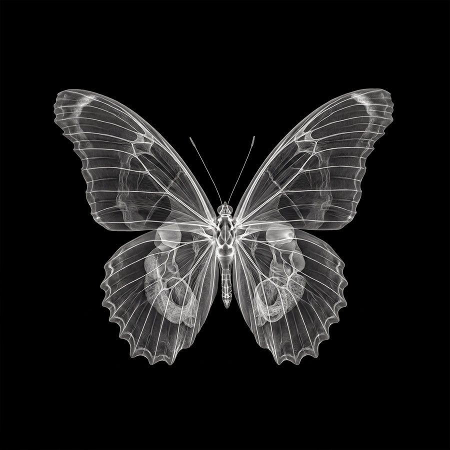Butterfly X-Ray in Reverse by Tim Wallace