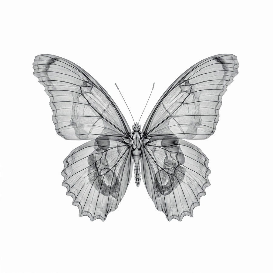 Butterfly X-Ray by Tim Wallace