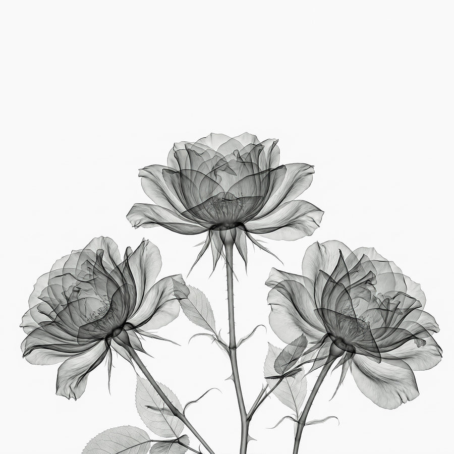 Flower X-Ray I by Tim Wallace