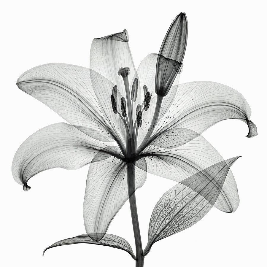 Flower X-Ray XII by Tim Wallace