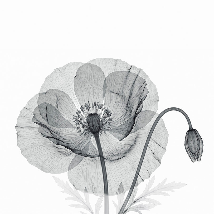 Flower X-Ray by Tim Wallace