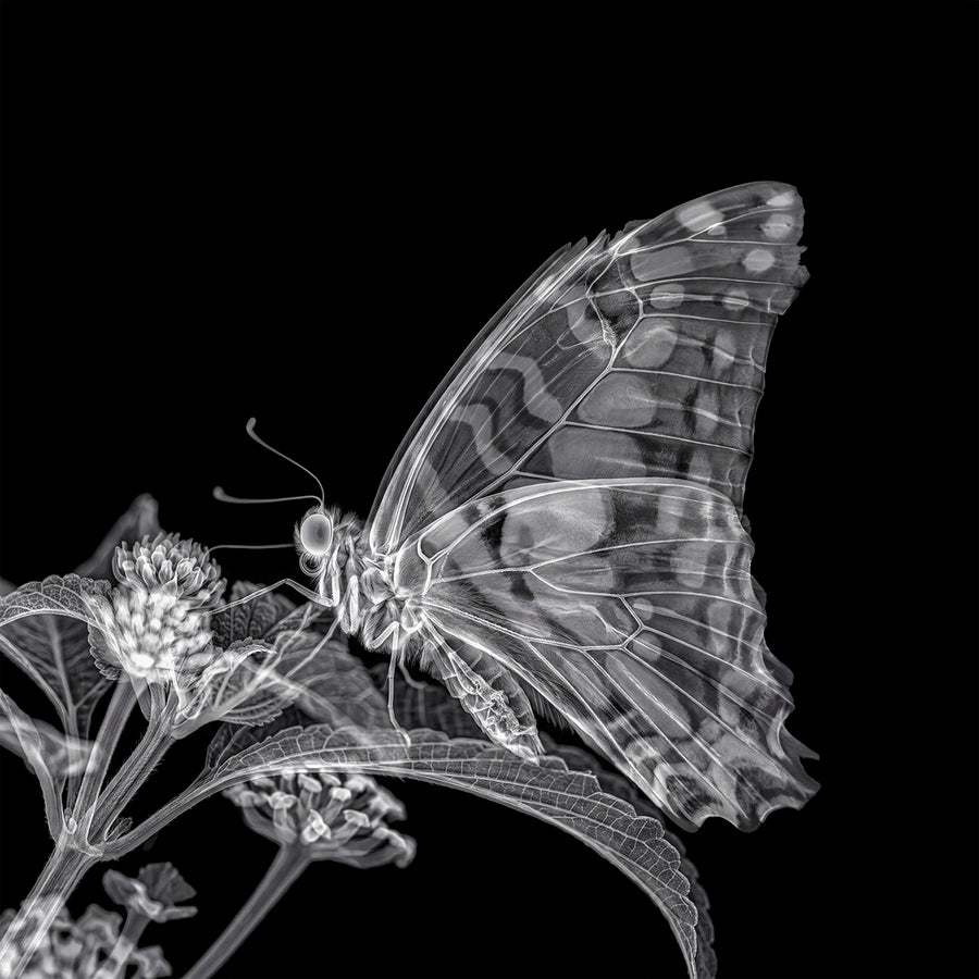 X-rated Butterfly, Reverse by Tim Wallace
