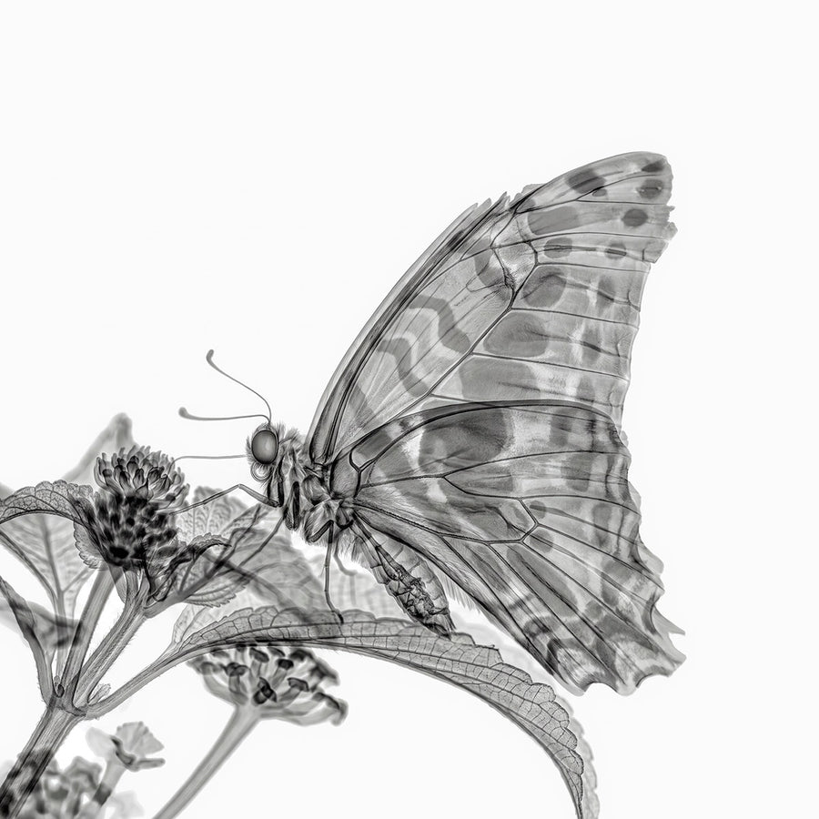 X-rated Butterfly by Tim Wallace