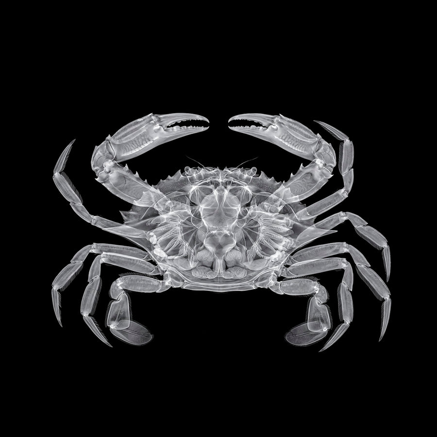 X-rated Crab in Reverse by Tim Wallace
