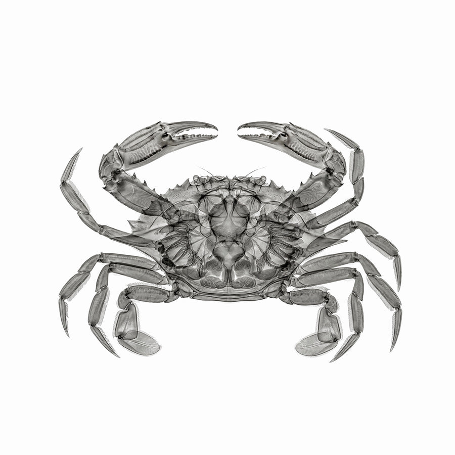 X-rated Crab by Tim Wallace