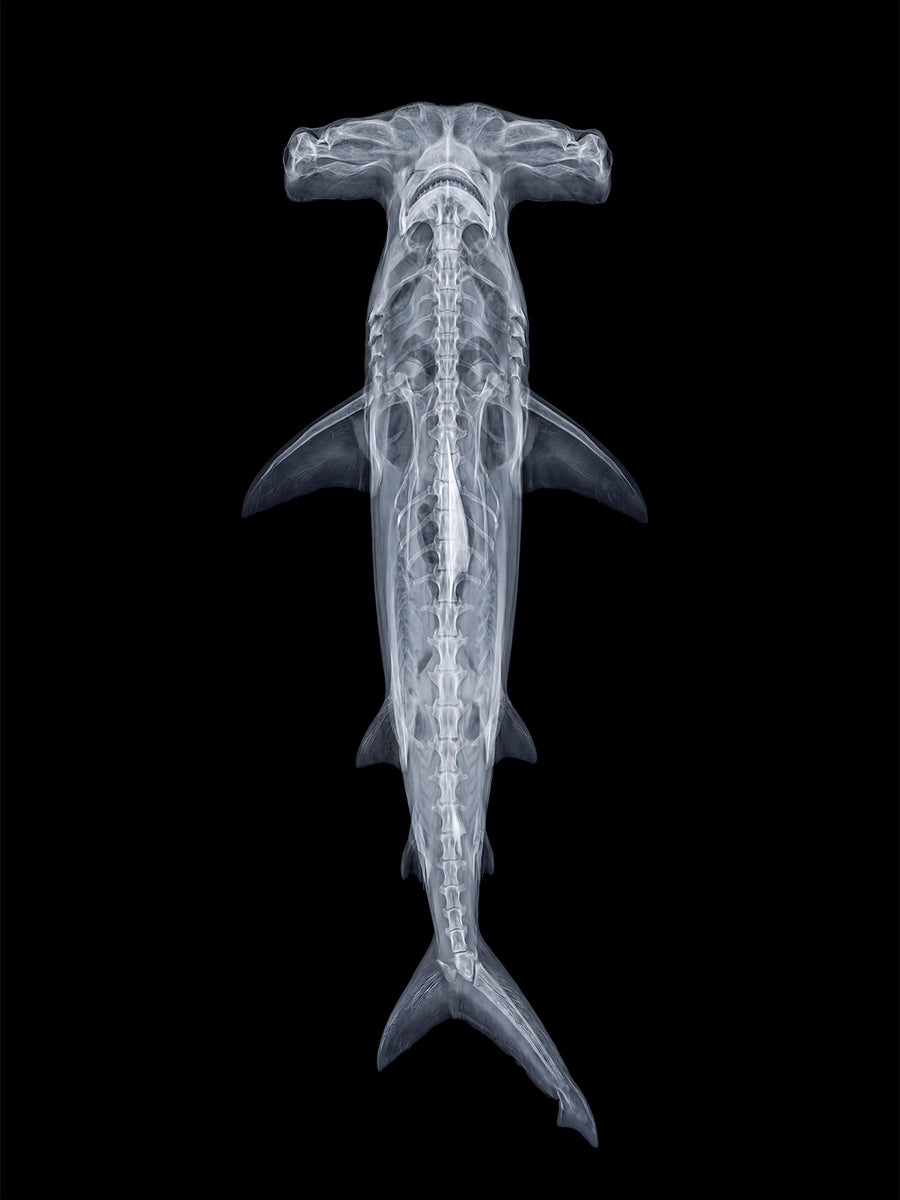 X-rated Hammerhead in Reverse by Tim Wallace