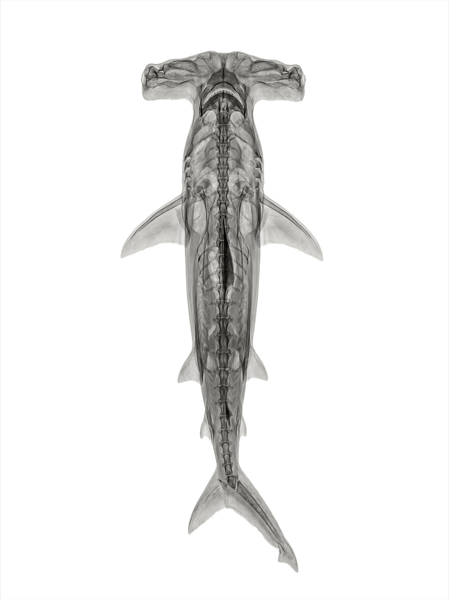 X-rated Hammerhead by Tim Wallace