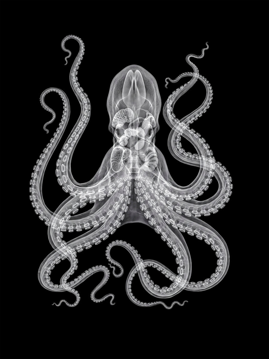 X-rated Octopus in Reverse by Tim Wallace
