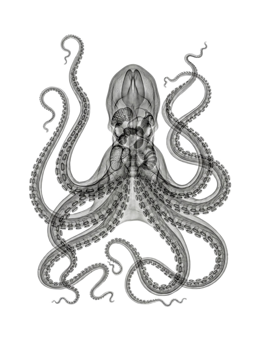 X-rated Octopus by Tim Wallace