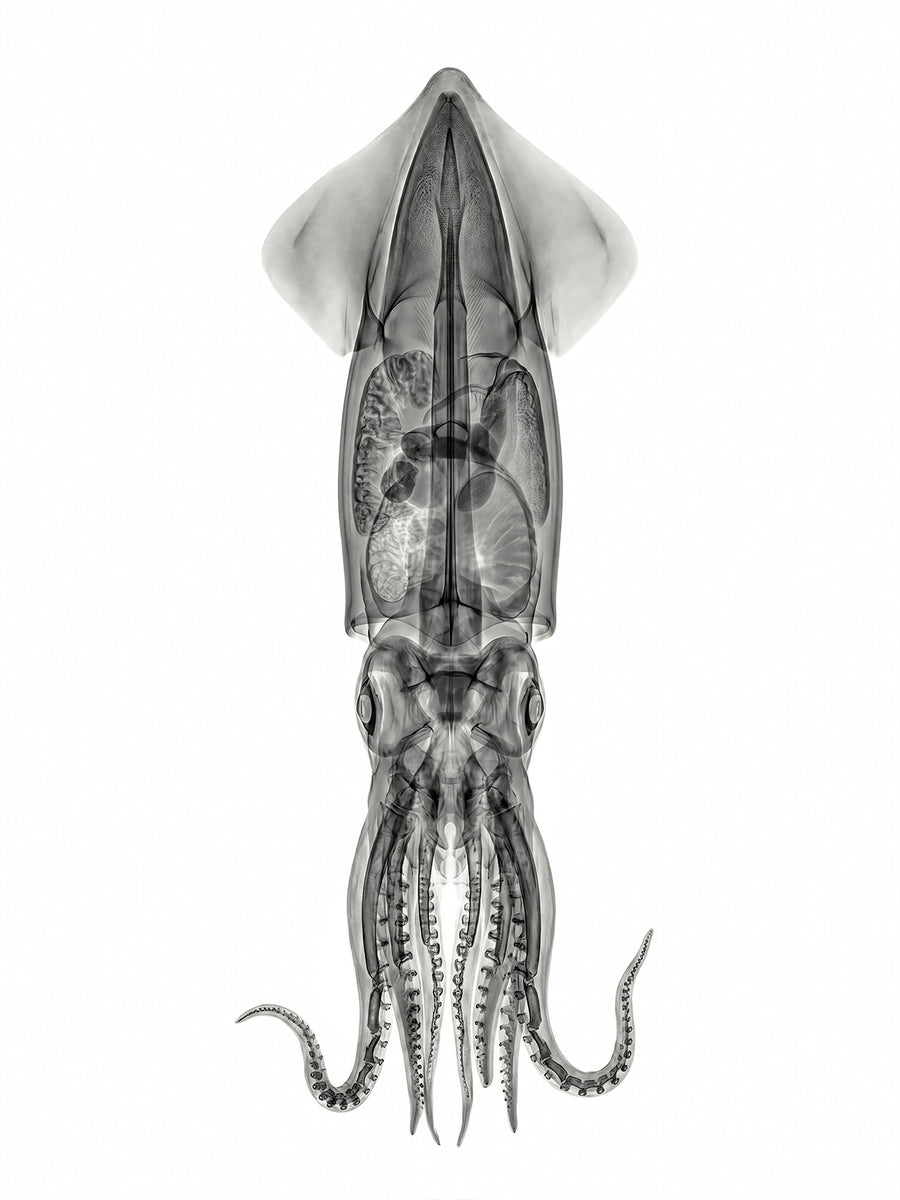 X-rated Squid by Tim Wallace
