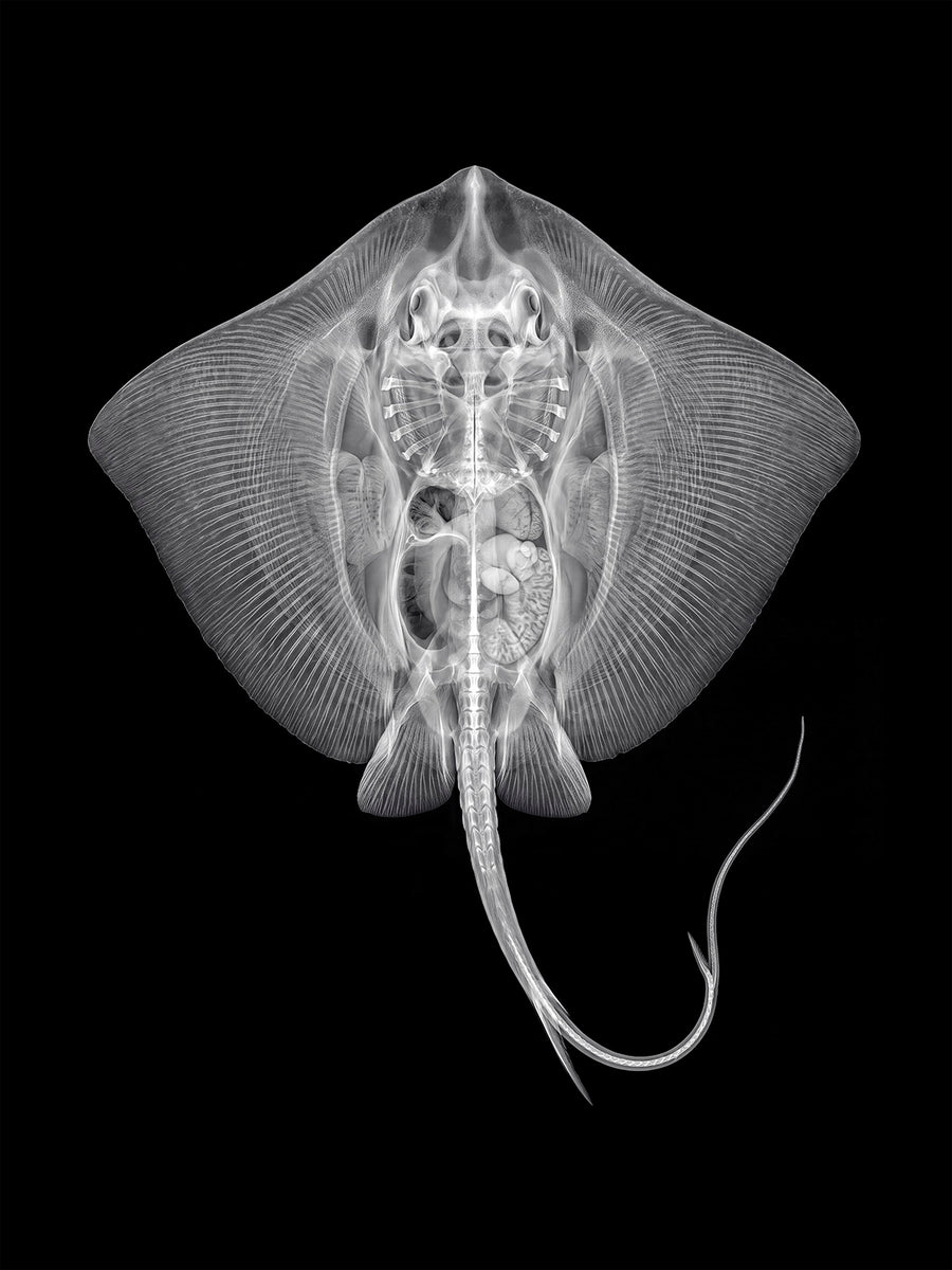 X-rated Stingray in Reverse by Tim Wallace