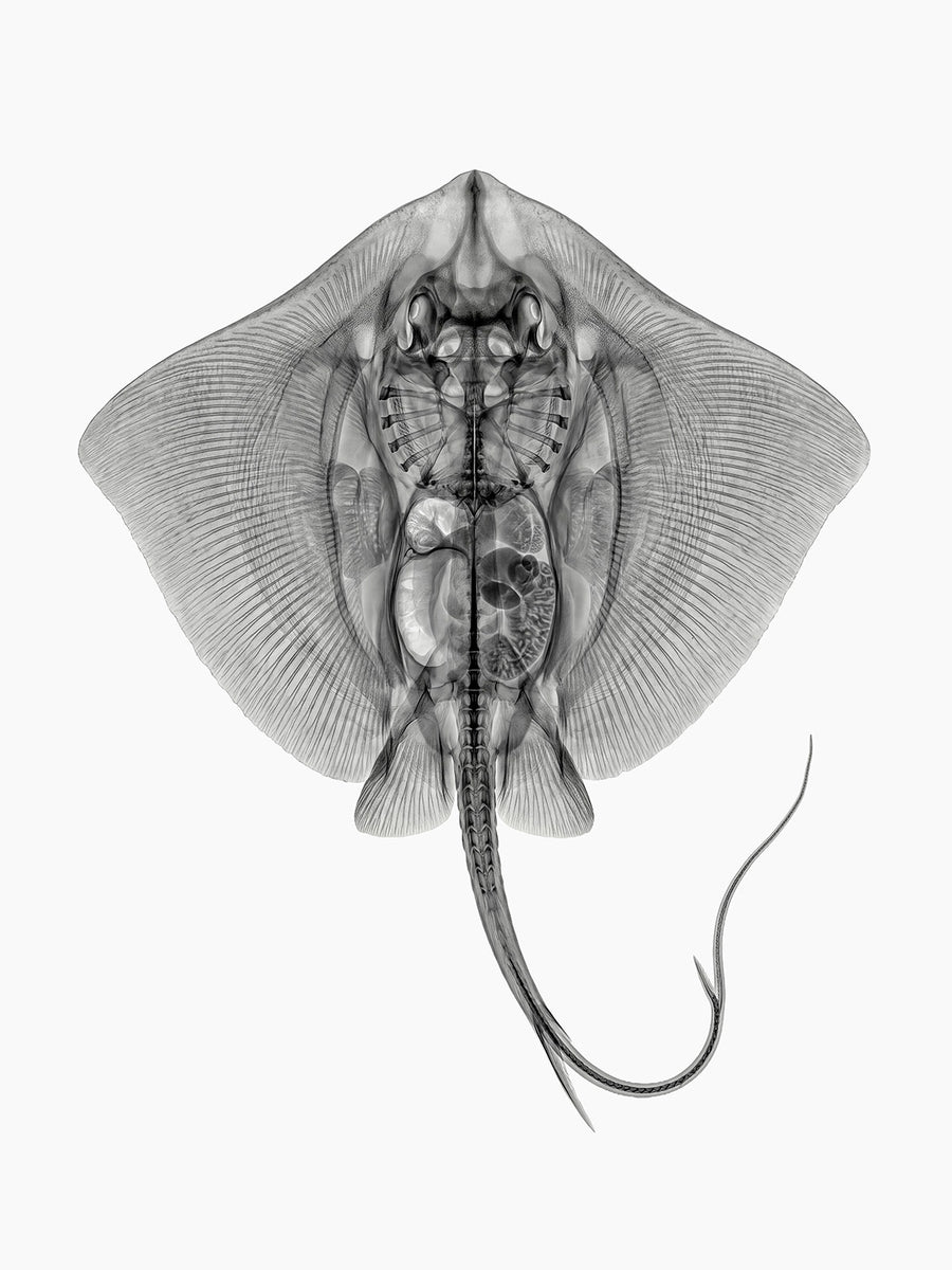 X-rated Stingray by Tim Wallace