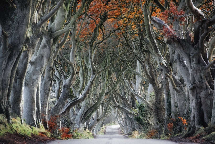 Enchanted Tree Tunnel archival giclée print by Trevor Cole