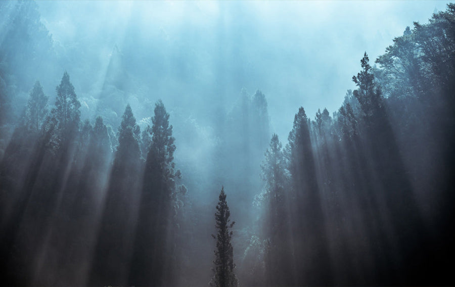 Misty Forest Sun Rays archival giclée print by Tsuneya Fujii