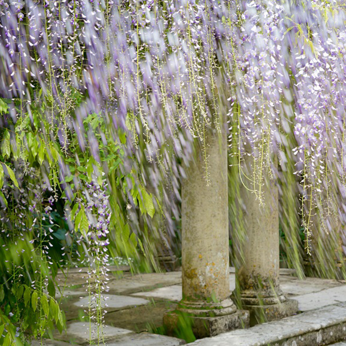 How to choose wisteria wall art