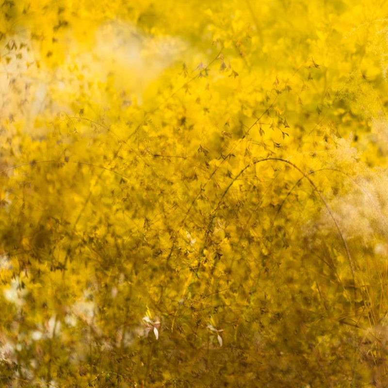 How to choose English garden prints