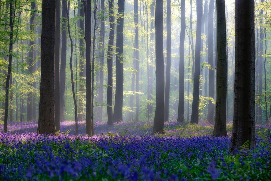 Bluebells archival giclée print by Adrian Popan