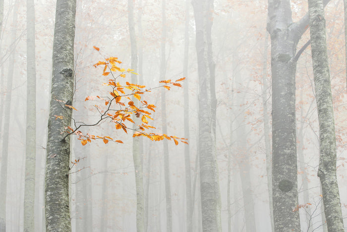 Orange Leaves Misty Morning archival giclée print by Aglioni Simone