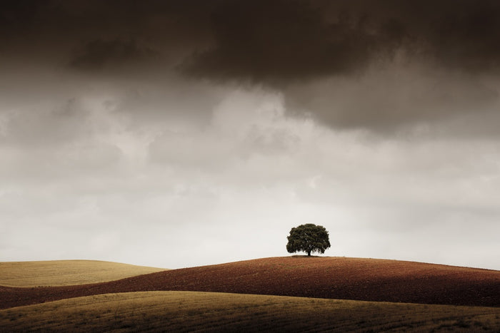 Solitary Hillside Tree archival giclée print by Alberto Merchán