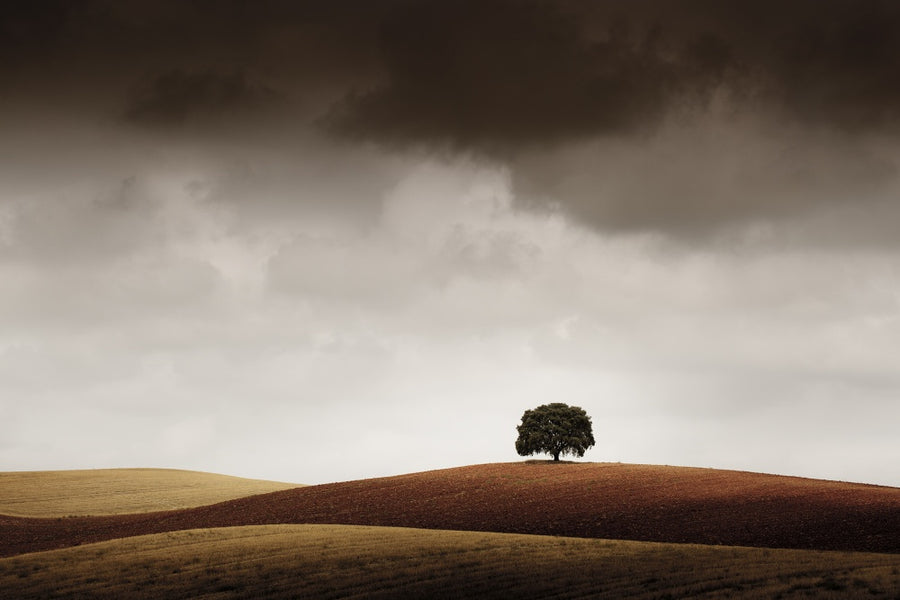 Solitary Hillside Tree archival giclée print by Alberto Merchán