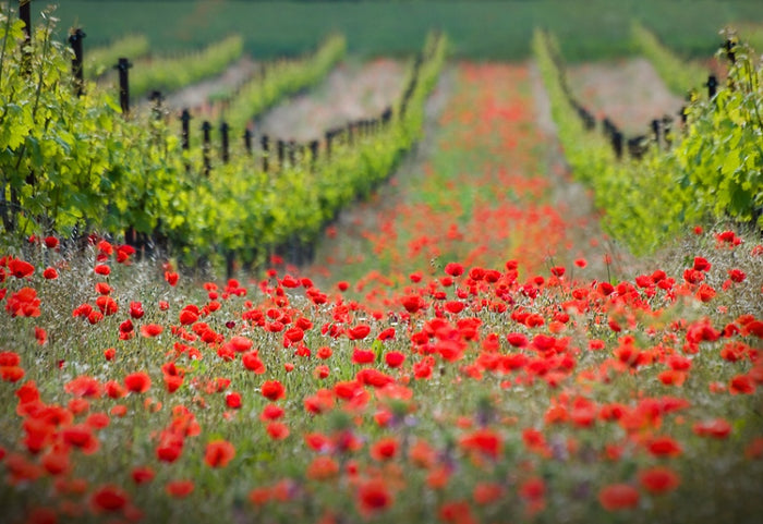 Red Poppies Vineyard Path archival giclée print by Ales Komovec