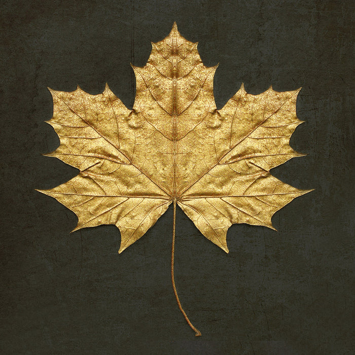Gold Leaf I archival giclée print by Alyson Fennell