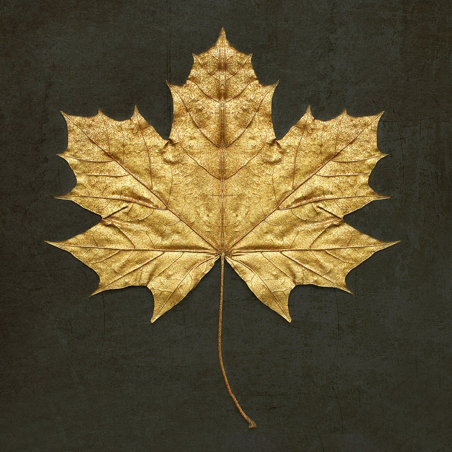 Gold Leaf I archival giclée print by Alyson Fennell