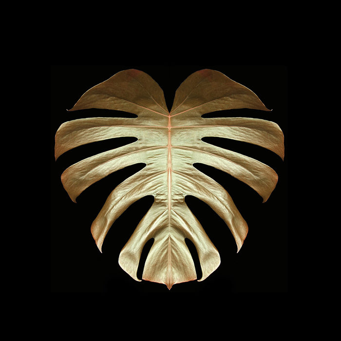 Gold Leaf VI archival giclée print by Alyson Fennell