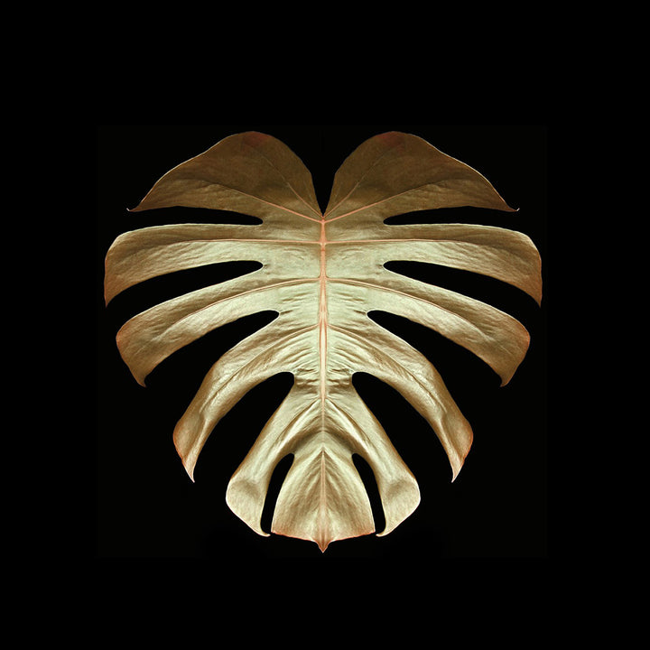 Gold Leaf VI archival giclée print by Alyson Fennell