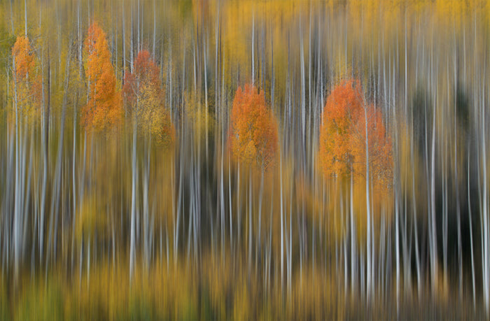Fall Impression archival giclée print by Austin Li
