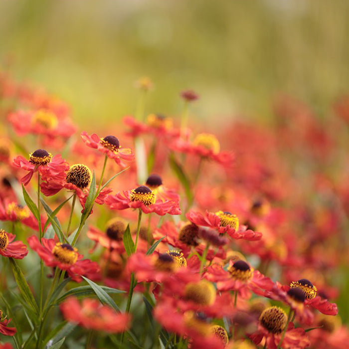 Centenary garden 38 archival giclée print by Cathryn Baldock