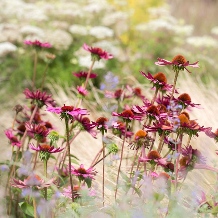 Centenary garden 39 archival giclée print by Cathryn Baldock