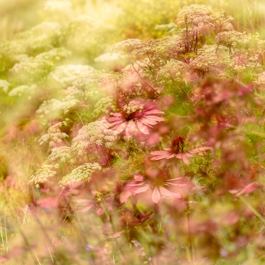 Centenary garden 42 archival giclée print by Cathryn Baldock