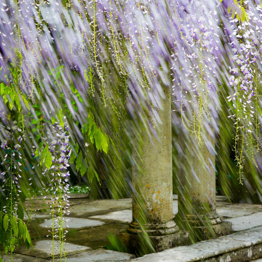 Wisteria Garden 1 archival giclée print by Cathryn Baldock
