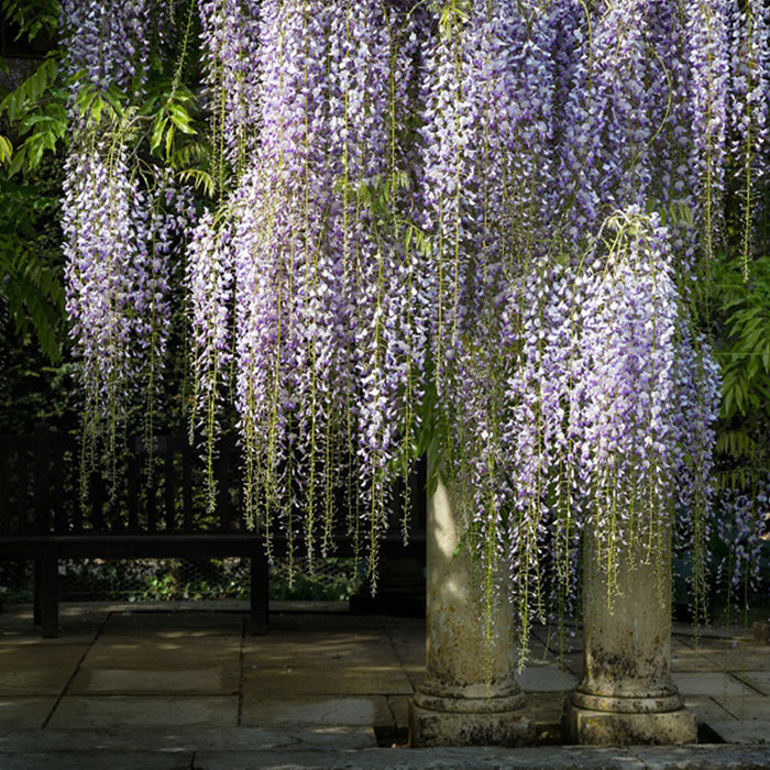 Wisteria Garden 10 archival giclée print by Cathryn Baldock