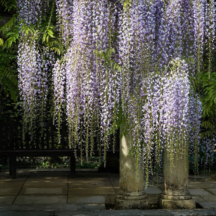 Wisteria Garden 10 archival giclée print by Cathryn Baldock