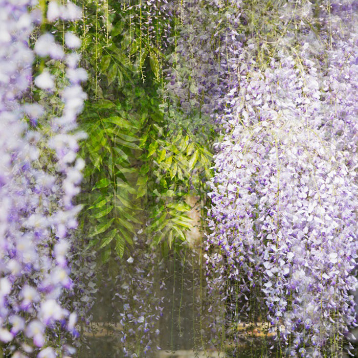 Wisteria Garden 12 archival giclée print by Cathryn Baldock