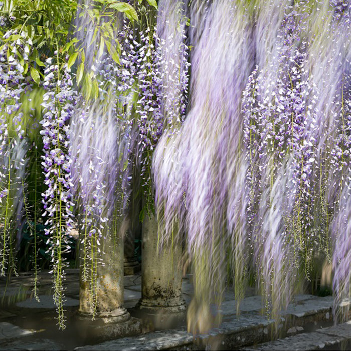 Wisteria Garden 13 archival giclée print by Cathryn Baldock