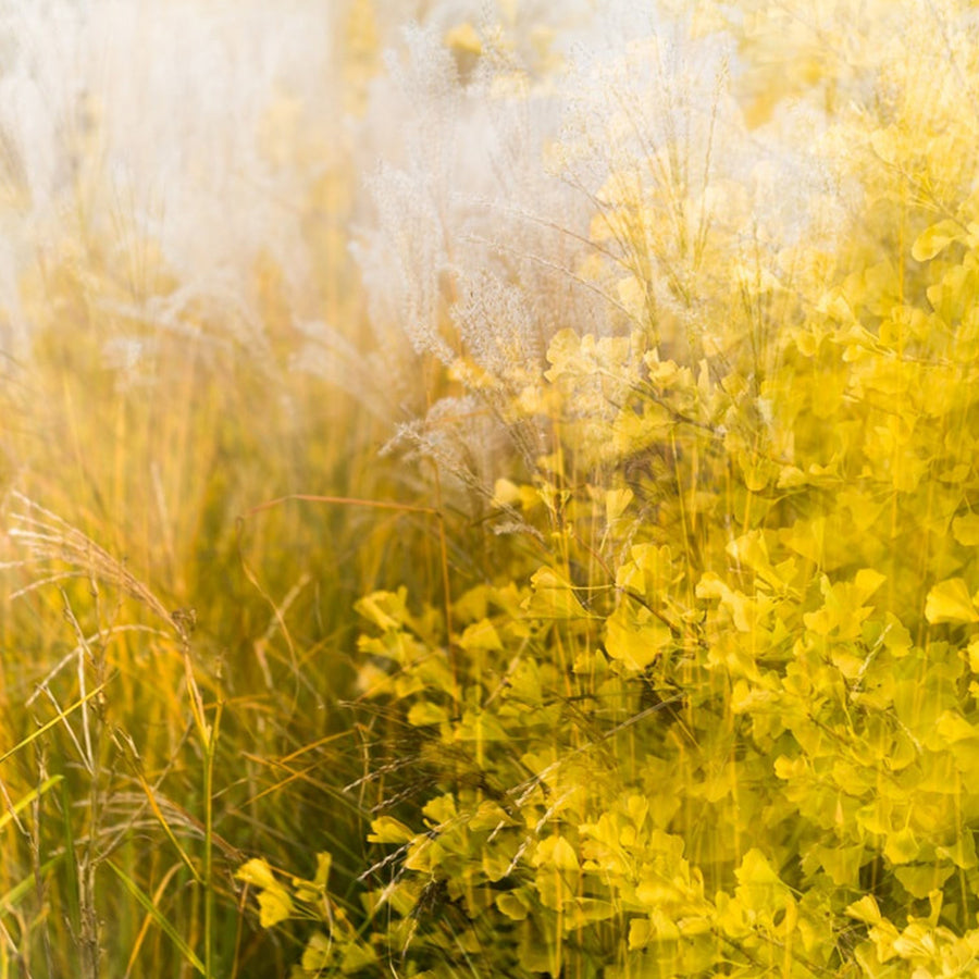 Yellow Vibe I