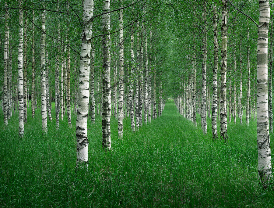 Birch Forest Path archival giclée print by Christian Lindsten