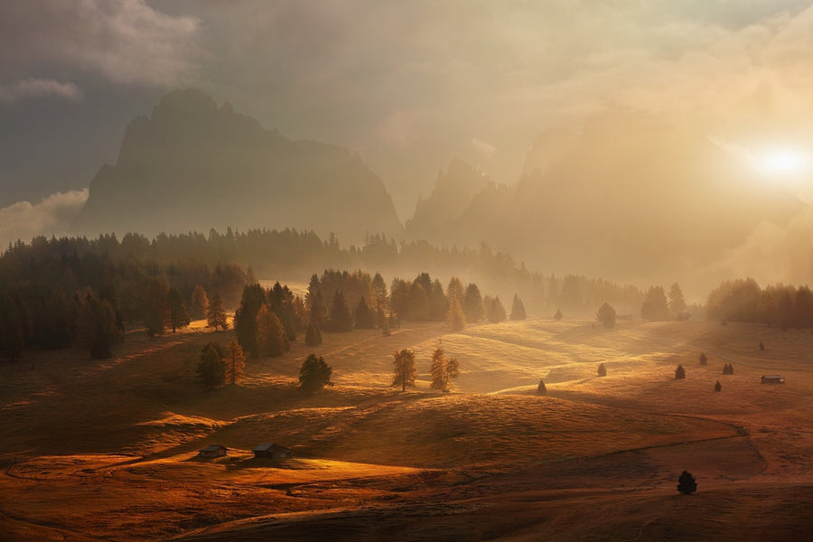 Morning on Alpine Meadow