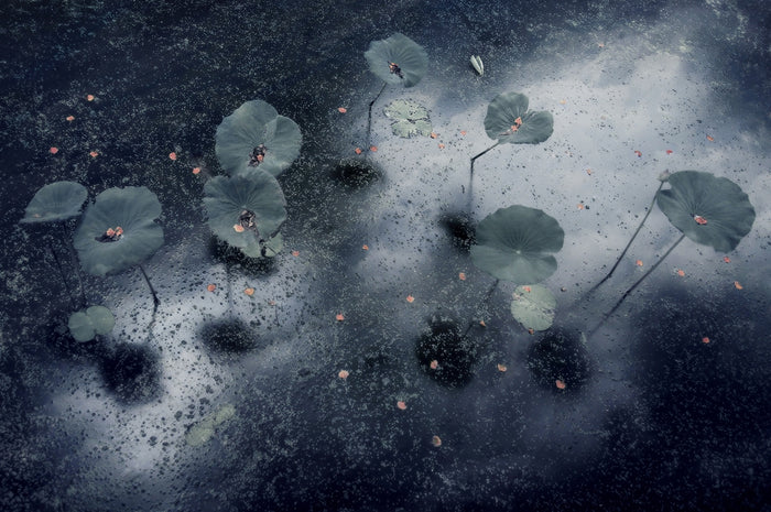 Serene Lotus Pond archival giclée print by Ekkachai Khemkum