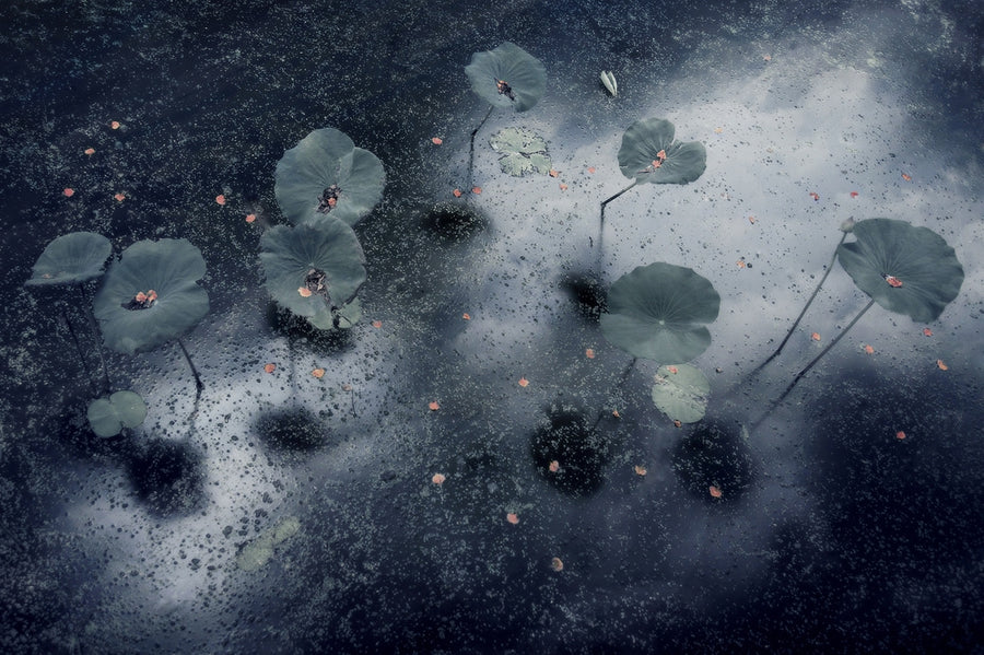 Serene Lotus Pond