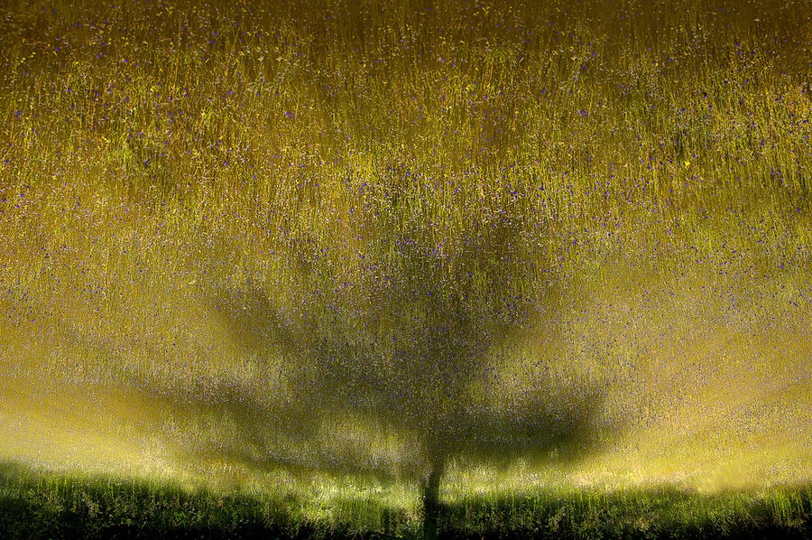 Under the Golden Light