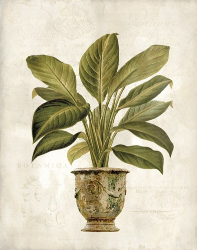 Botanica - Fern