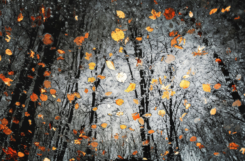 Moody Autumn Reflection archival giclée print by Florentin Vinogradof